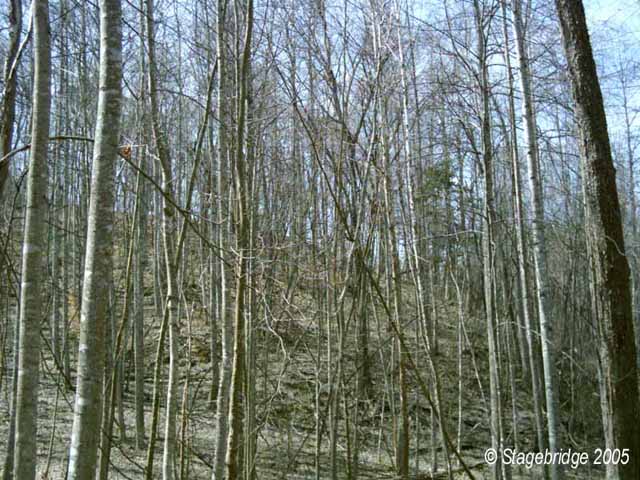 Looking up at lot 10s homesite