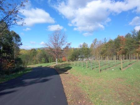 Vineyard on Lot 1 at Stagebridge Photo