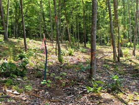More lot 10 homesite